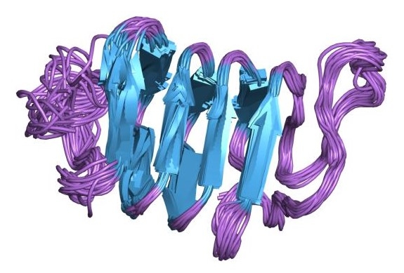 This is an example of an antifreeze protein molecule. The long chain of repeating amino acids is folded up into a species-specific shape. The light blue portion of this protein binds ice crystals.
