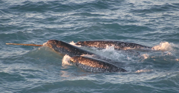 Pod of narwhals. Note the single tusk on the lead narwhal 