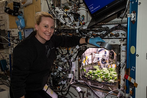 Kate Rubins inspecting radish plants growing in space