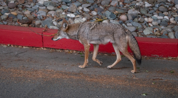 Coyote walking down an urban street