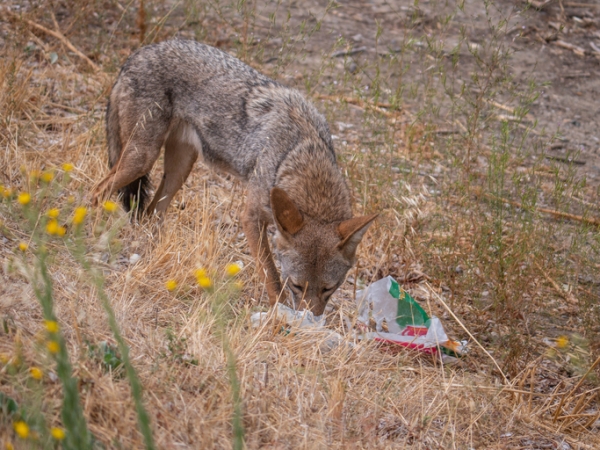 Coyote sniffing at garbage in the wild