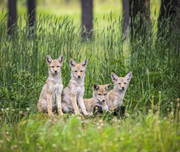 Coyote pups sitting together in a clearing in a forest