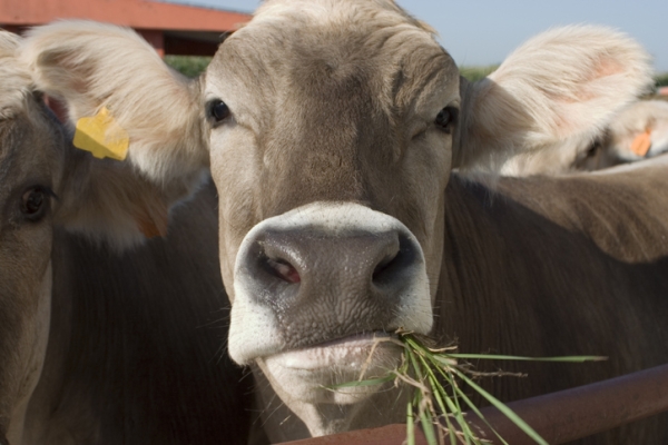 cow chewing grass
