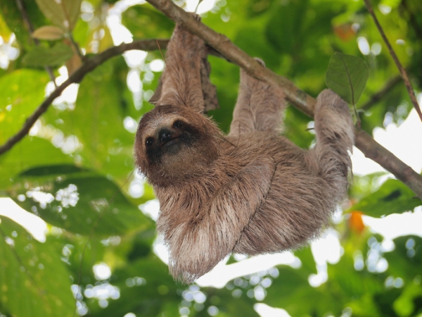 Sloth hanging from a tree branch