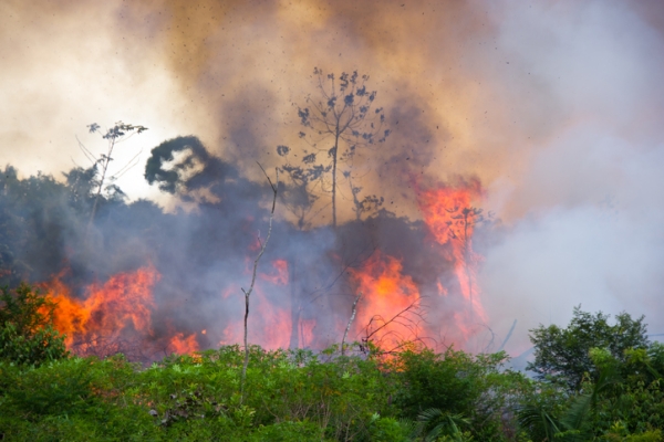 Burning Amazon rainforest, with fire in the middle ground