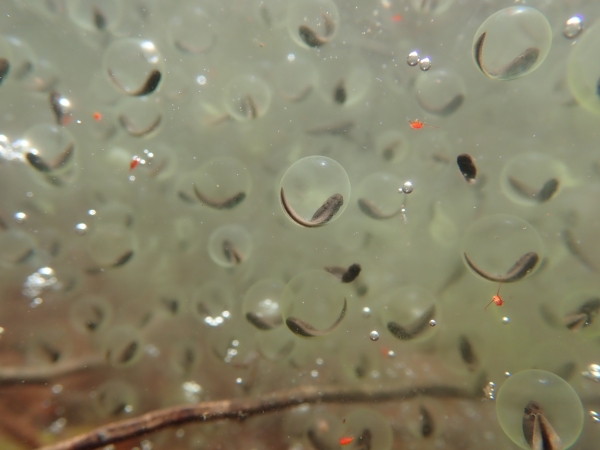 Shown is an underwater colour photograph of dozens of transparent spheres with tadpoles inside.