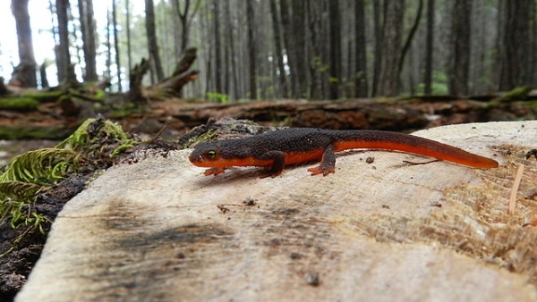 Shown is a colour photograph of a long animal with an orange belly in a forest.