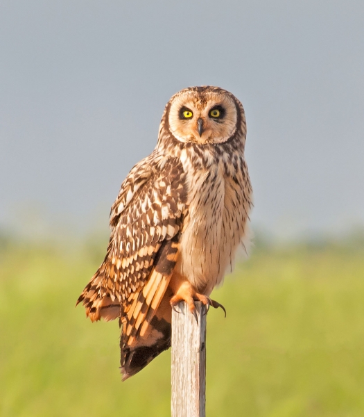 Adult Short-eared Owl perching on a wooden stake