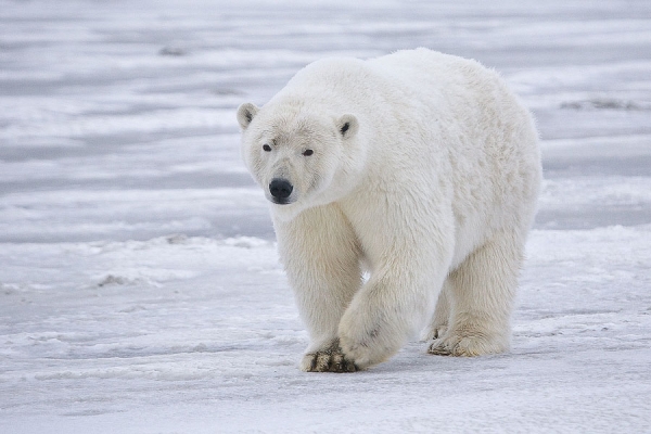 Adult polar bear