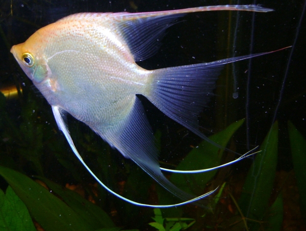 An angel fish 