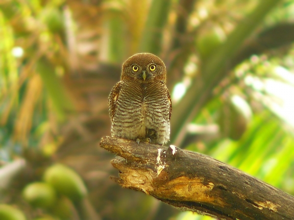 Owlet Blending in With Trees
