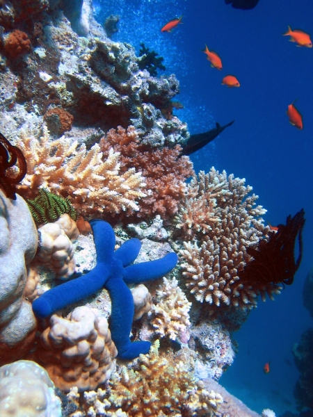 Blue Starfish on Coral Reef
