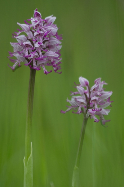 Two Orchis Simia plants