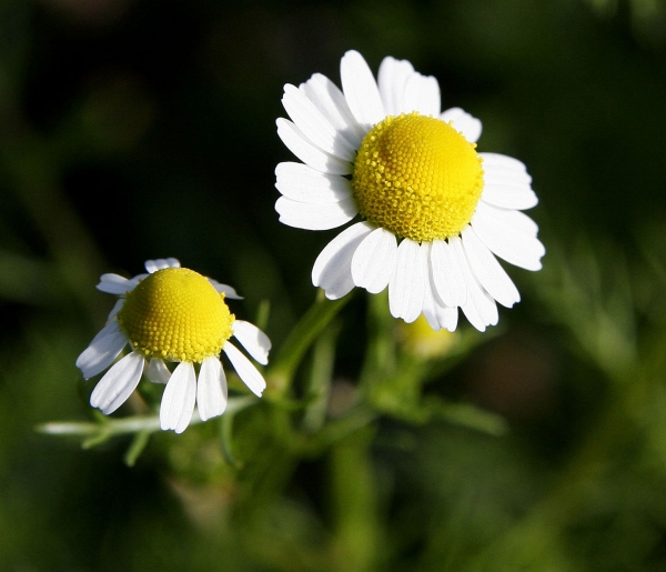 Two chamomile flowers