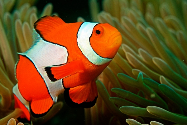 A clown fish among sea plants