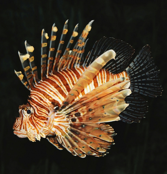 A Lion Fish with fins visible