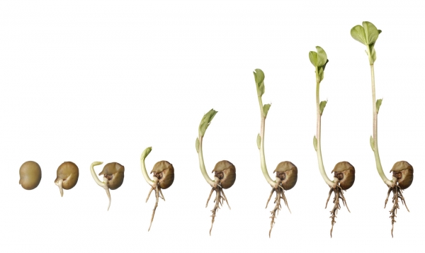 Stages of Germination