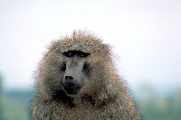 The face of a baboon