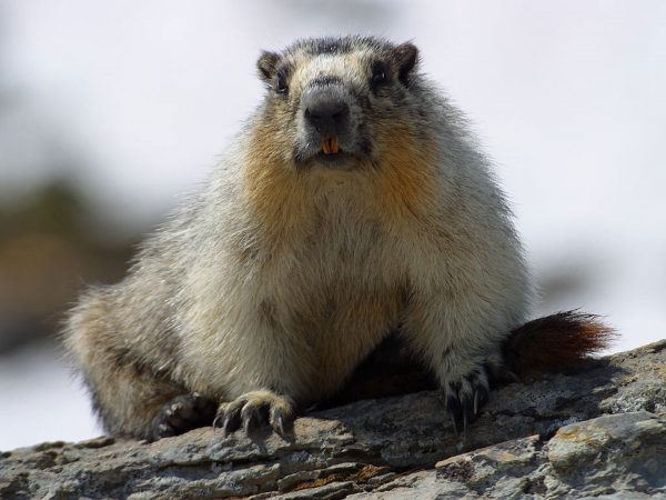 Marmots Hibernate
