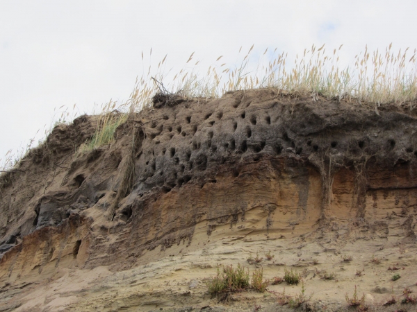 Cliffside Nests Of Coastal Birds