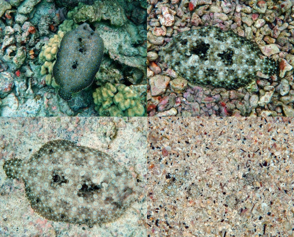 Flounder Fish Changing Colours