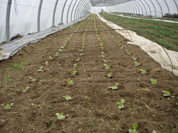 Rows Of Lettuce Plants Sprouting