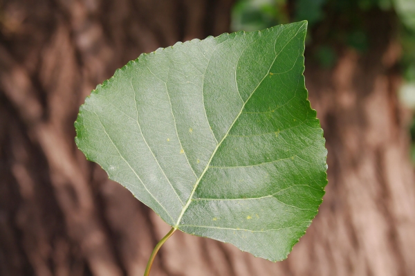 Poplar Leaf