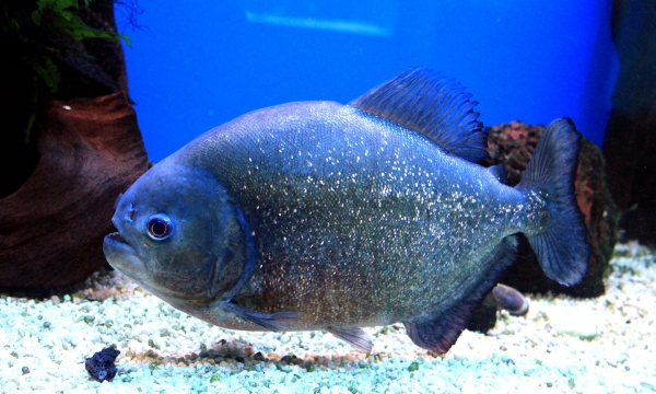 A Piranha in an Aquarium