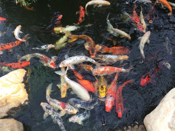 A pond full of Koi fish