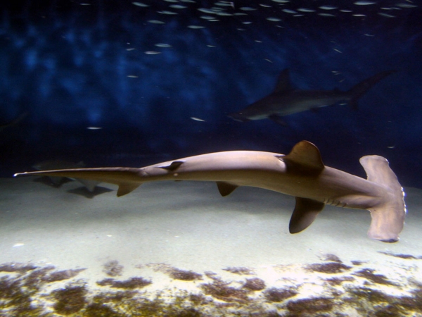 A hammerhead shark on the ocean floor