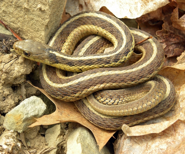 Garter Snakes Hibernate