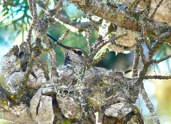 Hummingbird Camouflaged In Nest