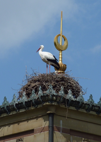Stork And Nest