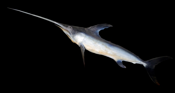 A swordfish 