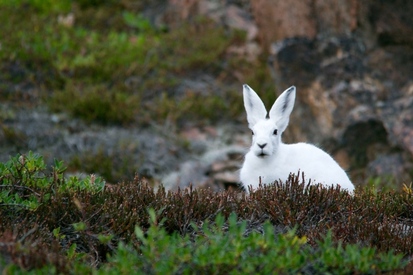 An arctic hare in a grassy area