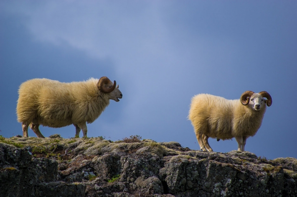 Two big horn sheep on a rocky outcrop