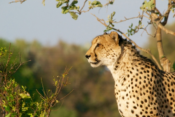 The profile of a cheetah