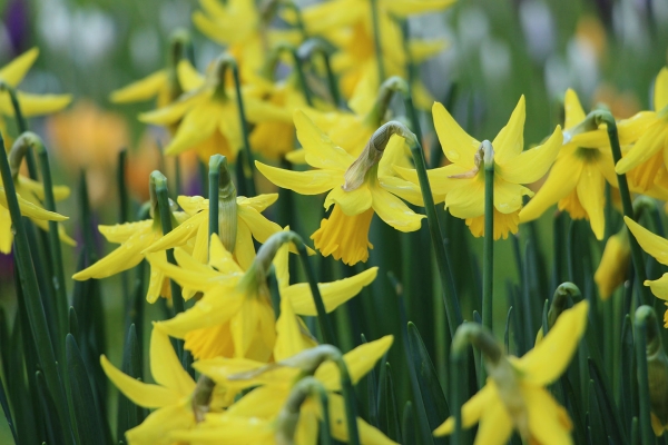 A field of Daffodils