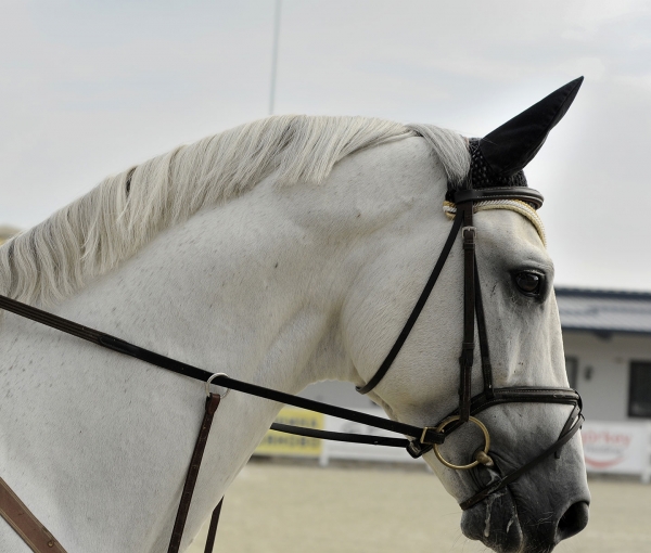 The head of a horse with riding equipment on