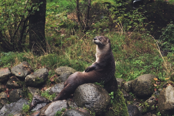 An otter resting on a rock
