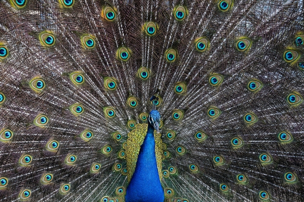 A peacock with feathers fanned