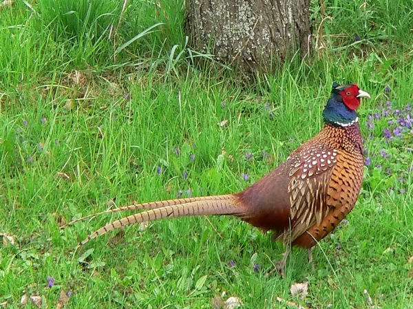 A pheasant in a grassy area