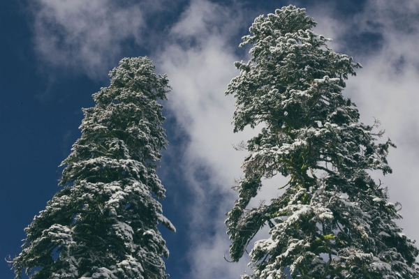 Tall Evergreens With Snow