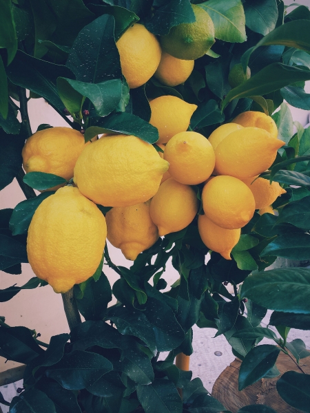Fruit - Lemons