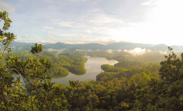 Rainforest In Malaysia