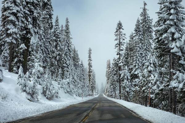 Roadway with Snow Covered Conifers 