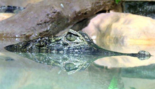 Alligator Blending Into Habitat
