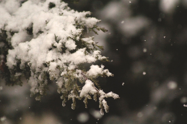 Fluffy Snow on Cedar Branch