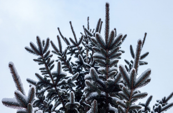 Evergreen Branches with Snow