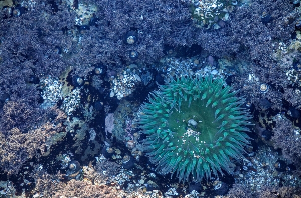 Sea Anemone